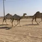 قعود مفرود على غفلاان