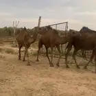 نياق حمر دهم