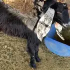 عنز عارضيه سنها ثنيه تحتها تيس