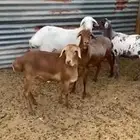 شياة برابر بفحلها