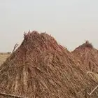علف عقد طيب وجديد له اسبوعين محصود شرق حلي