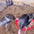 رومي ذكر ونثى