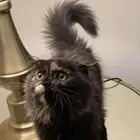 قطط ضائعه