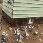 حمام منتج تهامة الباحه