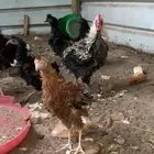 دجاج كشكش او مفتل