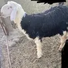 للبيع خروف نجدي