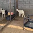 رخل العمر أربع شهور ونص تزيد ماتنقص