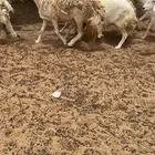 ضان للبيع