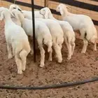 بهم تم البيع تم البيع وجعل من قربنا يربح