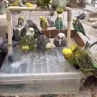نقبل تبني جميع انواع طيور