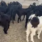 معزا عوارض للبيع