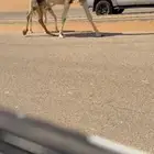 خلفه وضحى رمانيه كفووو