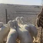 بهم من مراحي العدد 6 خرفان