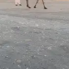 للبيع الخفوت الصفر مبيوع بنته