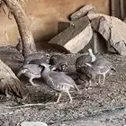 حجل شنير