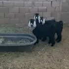 للبيع 3 تيوس