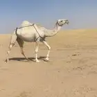 لقحه