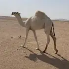 حوار كفو