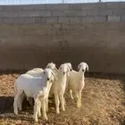 خرفان
