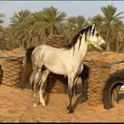 خيل شعبي للبيع