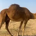 ناقه خلفه معها بكره الحد 7000 صافي