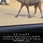 بكره مجهم