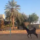 مهر شعبي