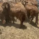 طليان سواكن حمري