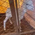 داغور طلي عمره أسبوعين شرط يدغر