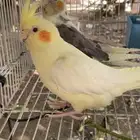 كروان اليف وادي الدواسر