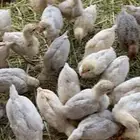 السلام عليكم ورحمة الله وبركاته دجاج بلدي