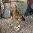 ديكين تركي