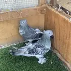 حمام تركي
