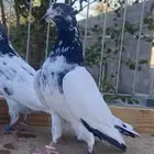 للبيع