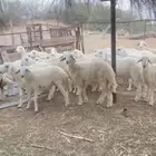 طليان ذبايح