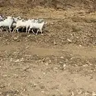 معزا بيشيات