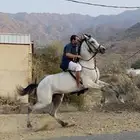 فرس مهره كفوه ارتفاع وجباره