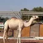 للبيع قعود