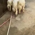 3 خرفان و3 ضان