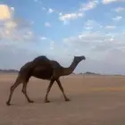 للبيع