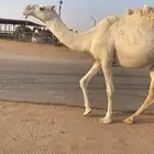 ضروبه