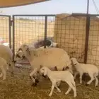 ضأن خلفات كفو