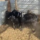 تيوس فل شحم ولحم واكله نضيف ومن حلالي