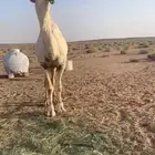 للبيع القعود الكفو