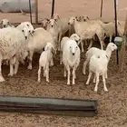 حريات منوت القناي العدد 21بفحله رغايث خمس والباقي دفيع