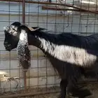 عنز عارضية صنف مضرع ( تم البييع )