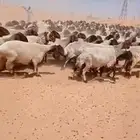 للبيع نعيمي العدد190