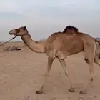 للبيع قعود لقي