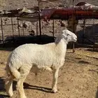 طلي صنف الصنف جذع