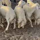 طليان حريه جبره وفاخره تباريك ضيوف طيبه